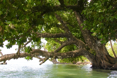 Trees Planted By The Waters